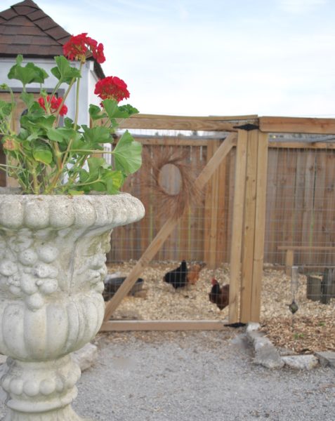 Back yard area repurposed concrete as a step chicken coop