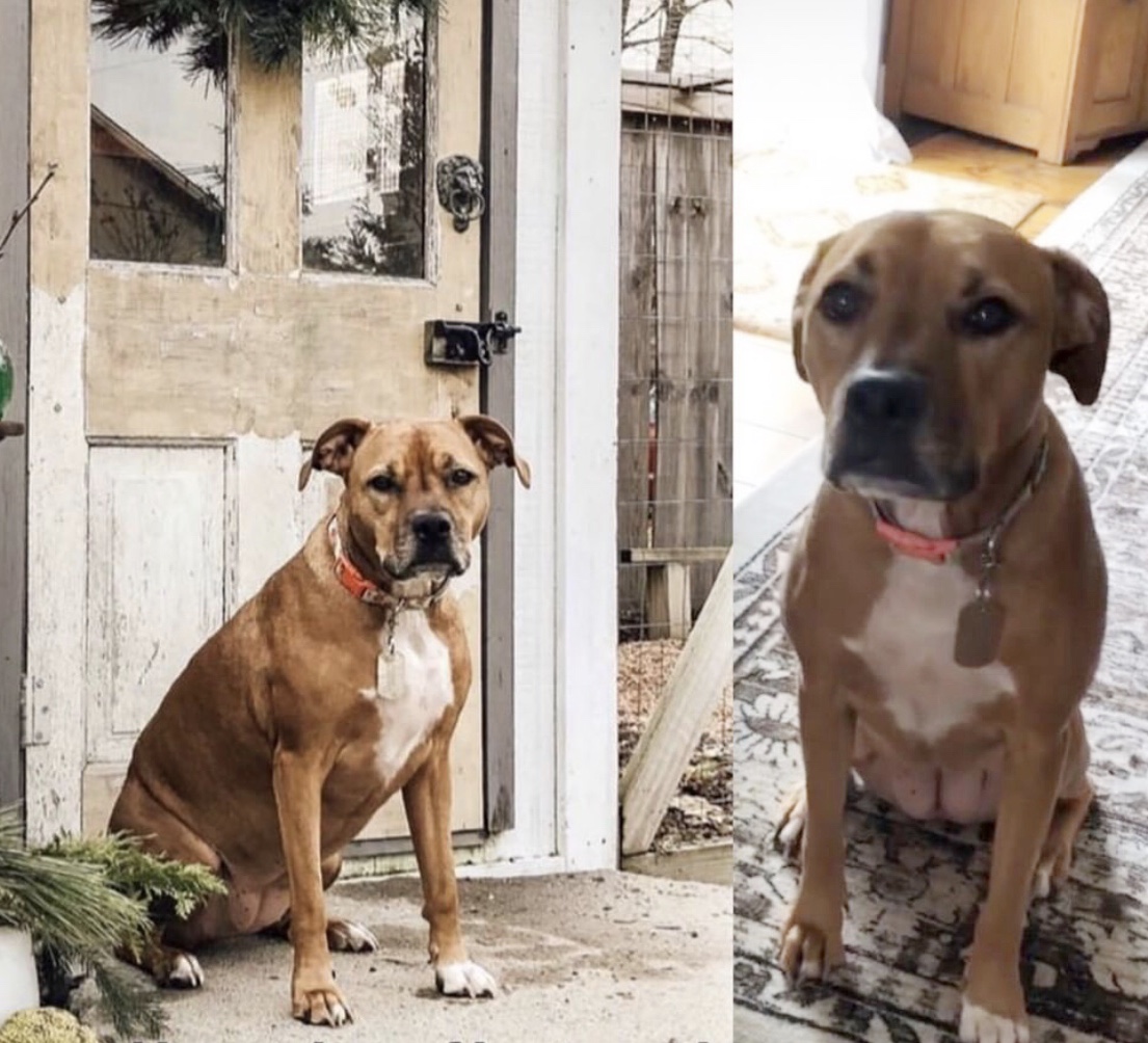 The Farmers Dog Before and After - House on Winchester