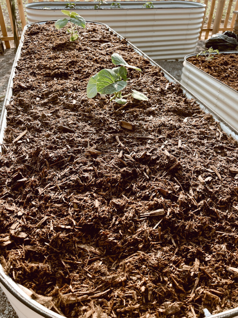 What We used to Fill our Raised Beds Deb and Danelle
